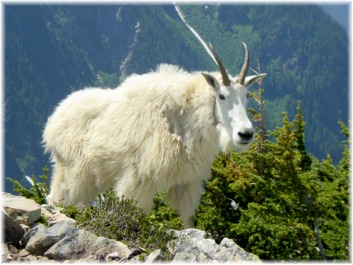 A Mountain Goat at Kool Aid Lake in the North Cascades