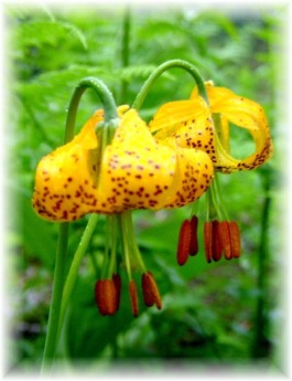 Tiger Lillies along the trail to Rachael Lake in the Alpine Lakes Wilderness